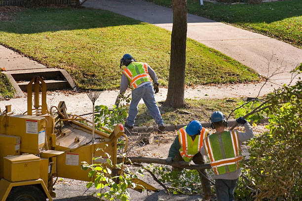 Best Commercial Tree Services  in Lincolnton, GA